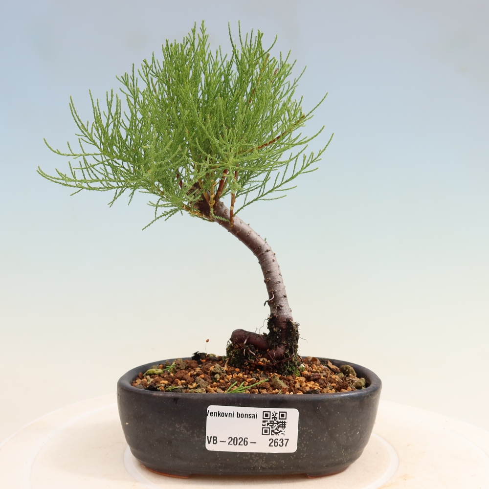 Outdoor Bonsai - Tamarisk - Tamarix