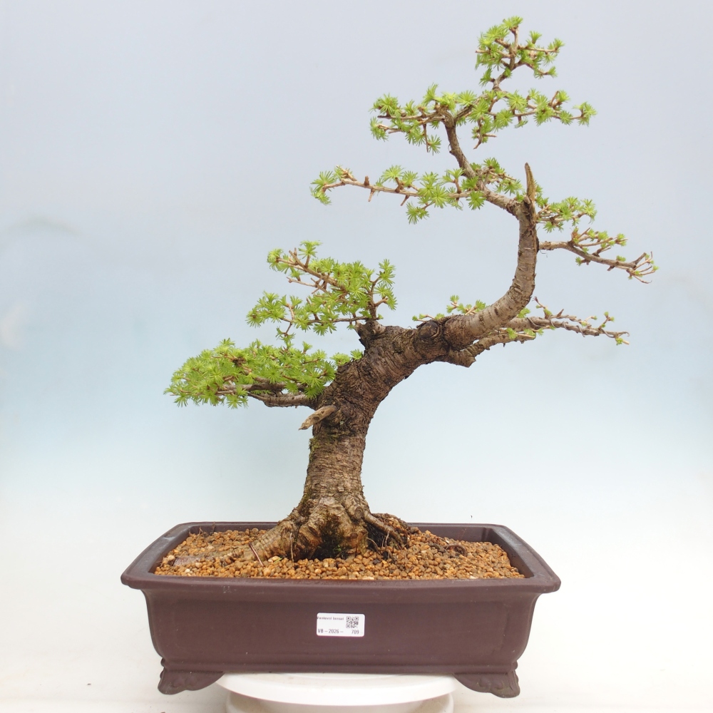 Outdoor bonsai -Larix decidua - Larch - Pallet transport only