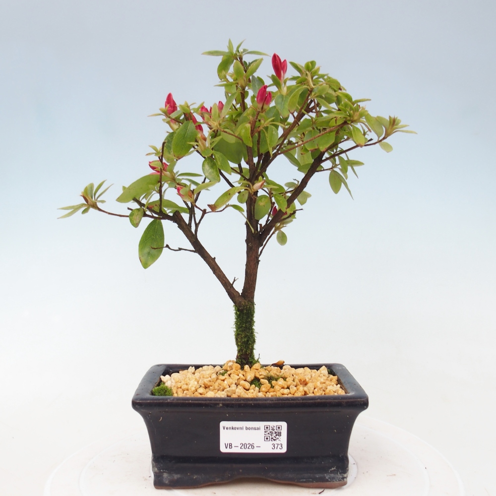 Outdoor bonsai - Japanese azalea - Azalea sp.