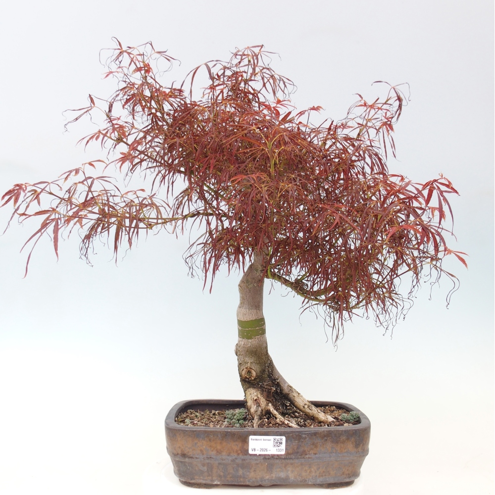 Outdoor bonsai - Acer palmatum RED PYGMY