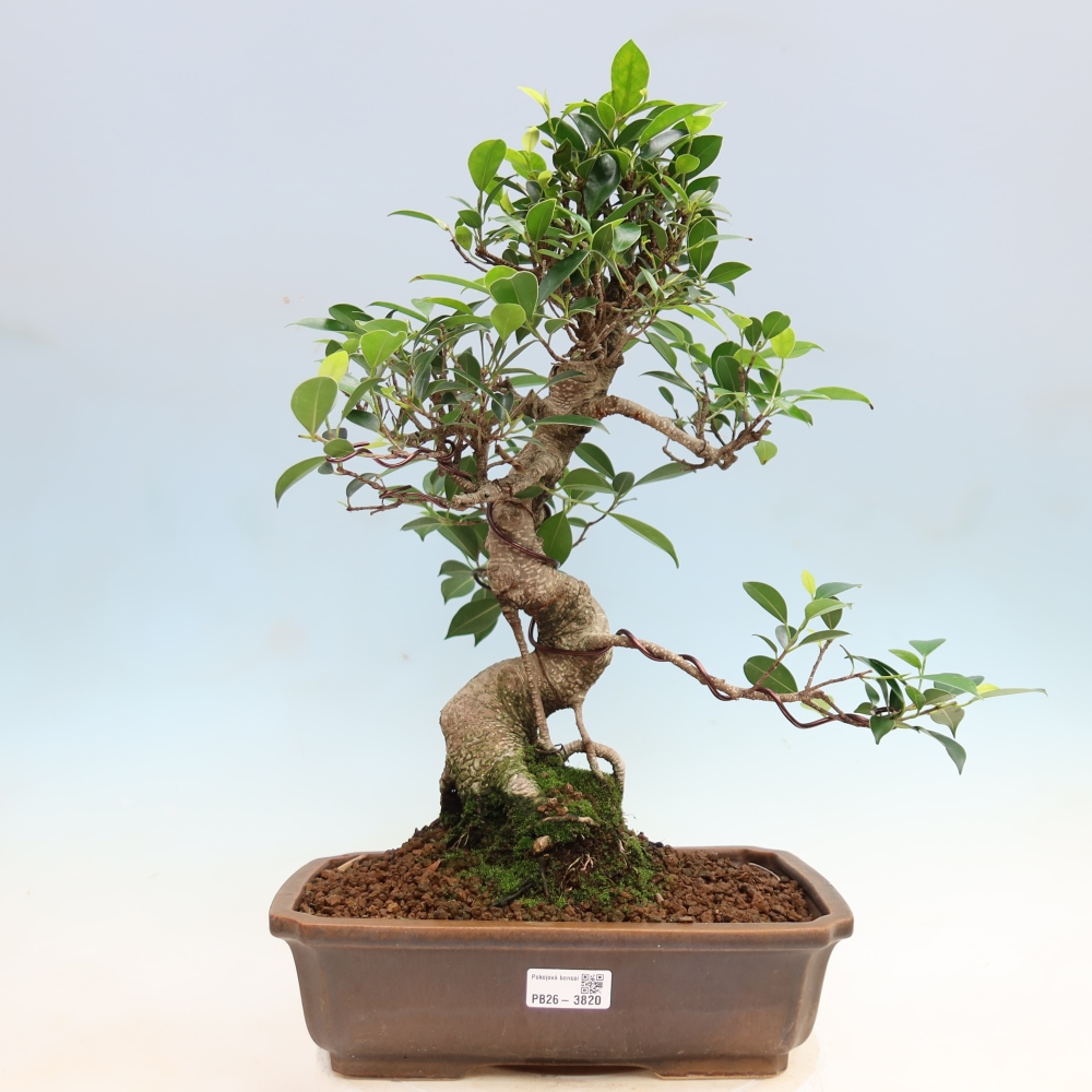 Room bonsai - Ficus kimmen - small-leaved ficus