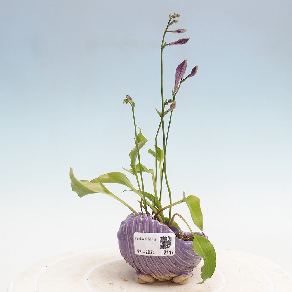 Outdoor bonsai - Mini Hosta - Goddess