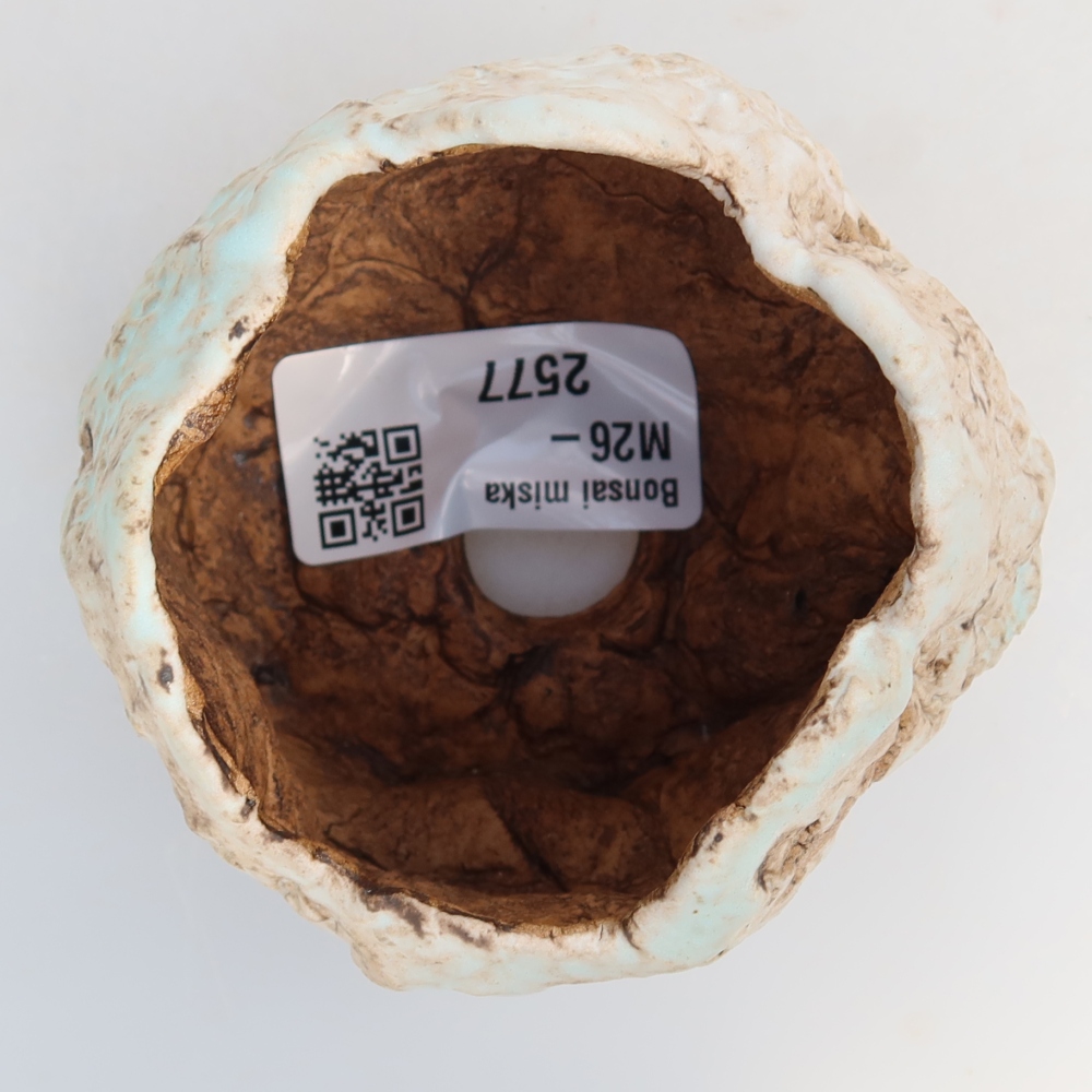 Ceramic Shell, 7 x 7 x 6 cm, white-brown