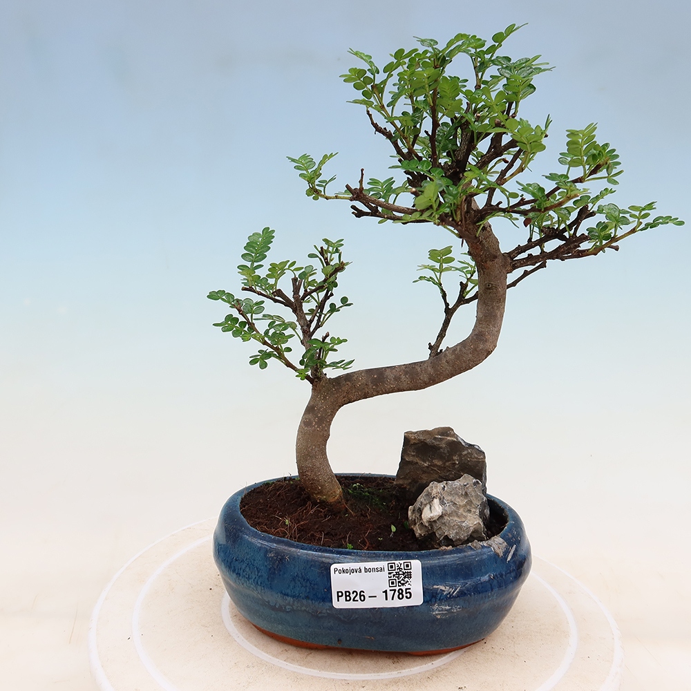 Room bonsai - Zantoxylum piperitum - pepper tree