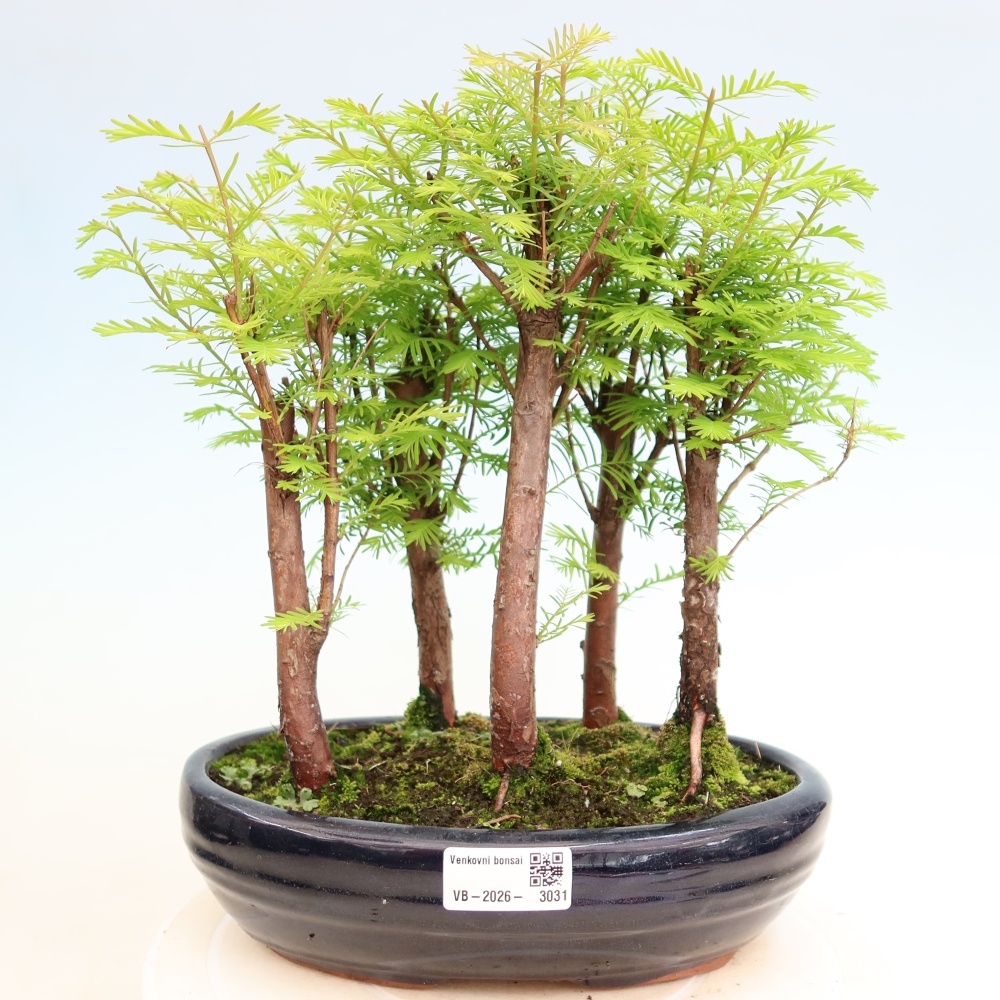 Outdoor Bonsai - Metasequoia glyptostroboides - Chinese Metasequoia - Grove