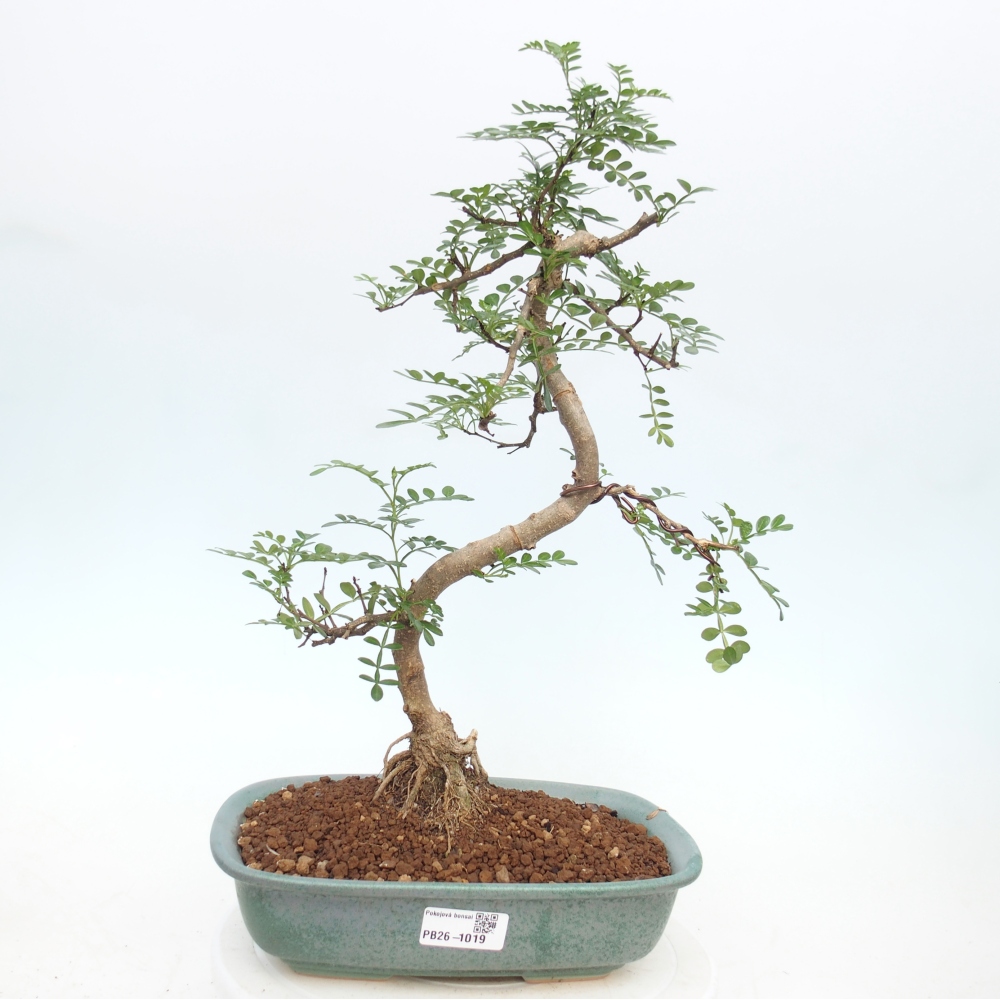 Room bonsai - Zantoxylum piperitum - pepper tree