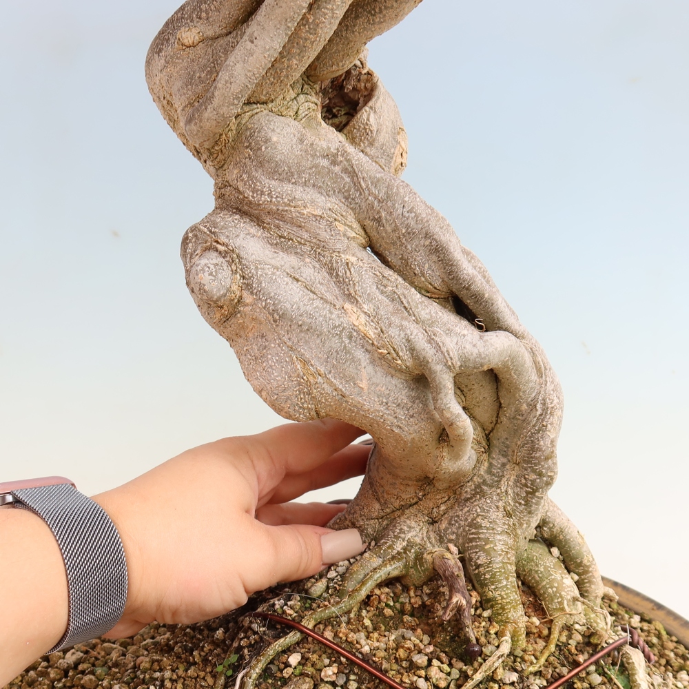 Outdoor bonsai - Acer Buergerianum - Burger Maple