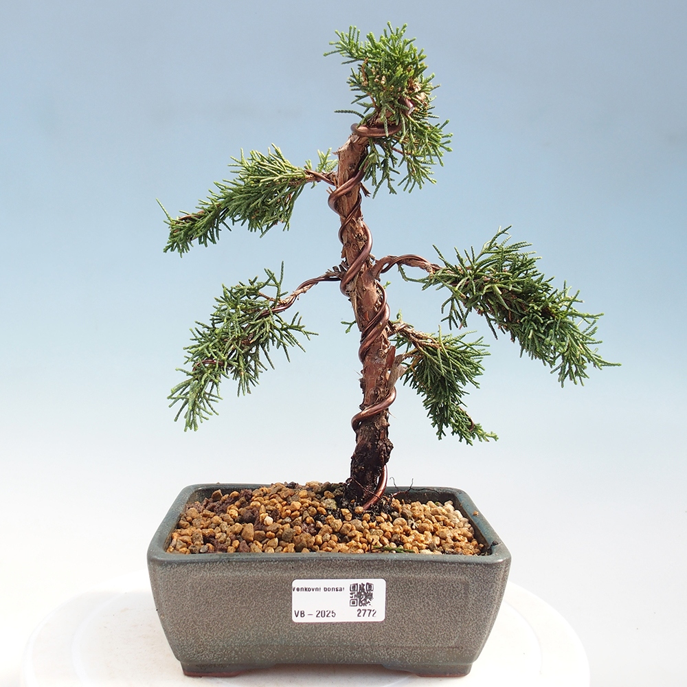 Outdoor bonsai - Juniperus chinensis Kishu - Chinese Juniper