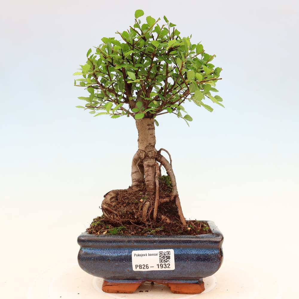 Room bonsai - Ulmus parvifolia - Small-leaved elm