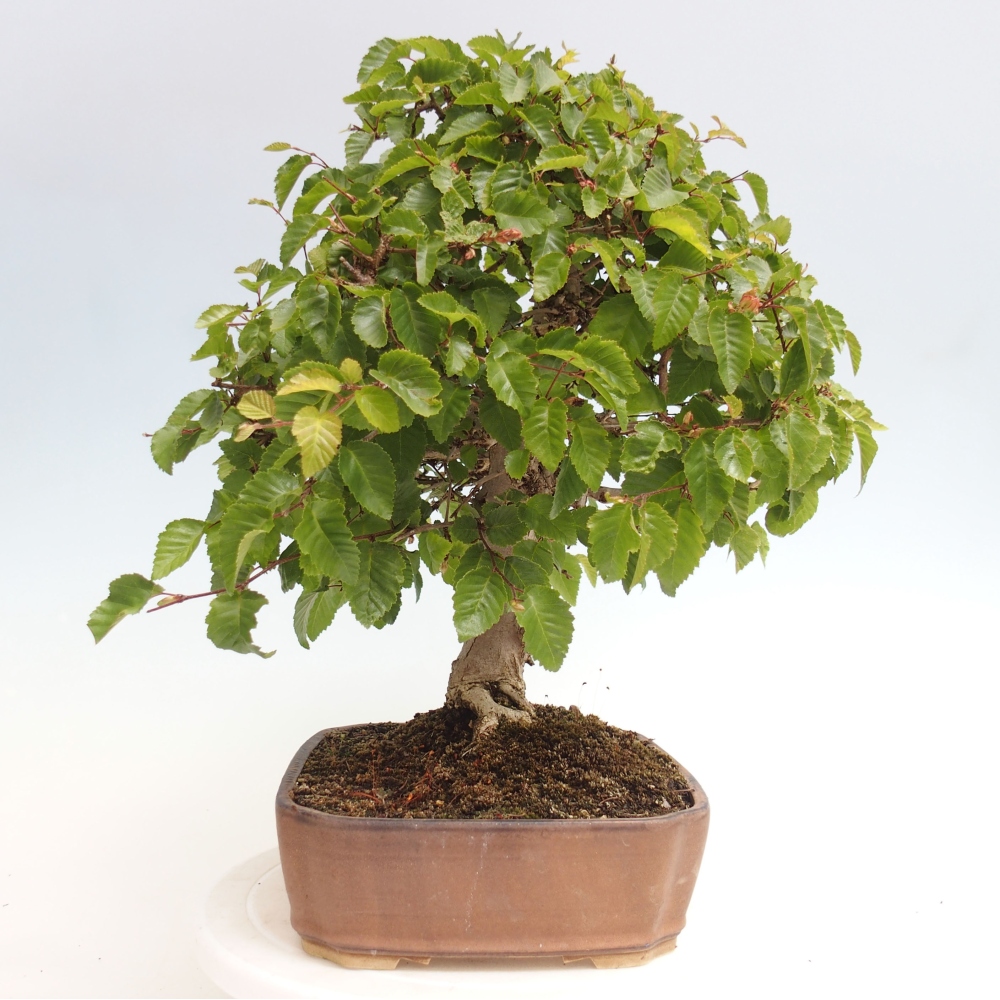 Outdoor bonsai -Carpinus CARPINOIDES - Korean hornbeam
