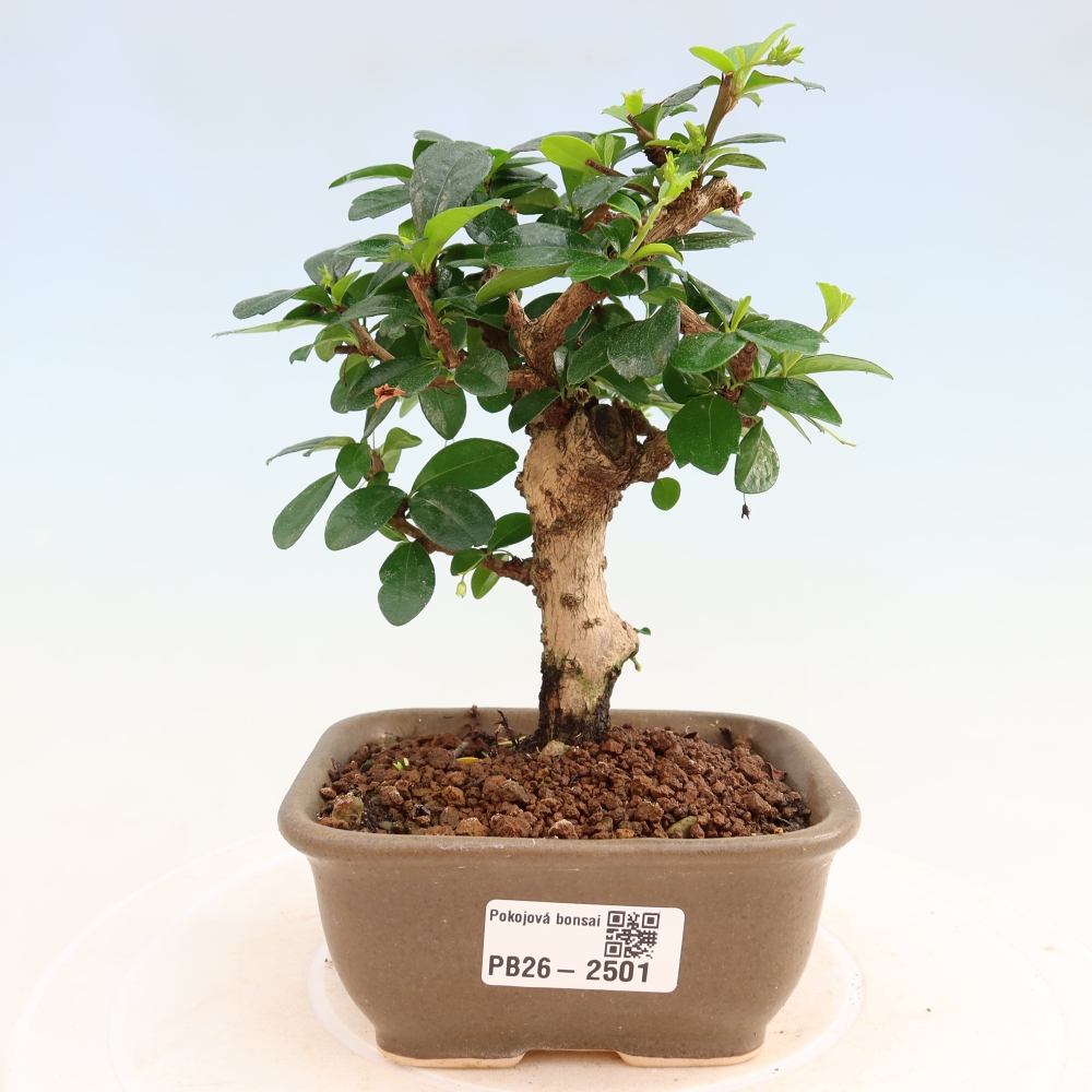 Room bonsai - Carmona macrophylla - Tea fuki