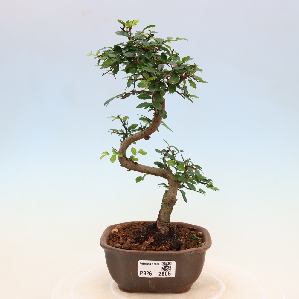 Room bonsai - Ulmus parvifolia - Small-leaved elm