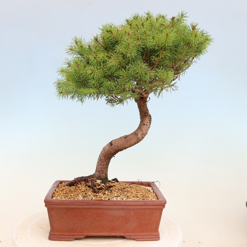 Outdoor bonsai - Spruce - Picea glauca globe