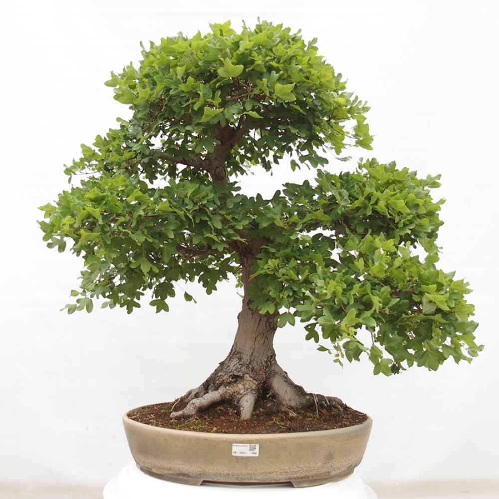 Outdoor bonsai - French Maple - Acer Nonspessulanum