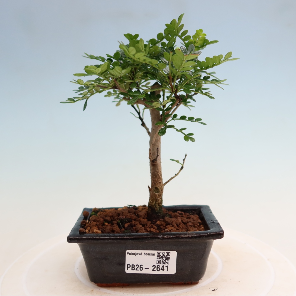 Room bonsai - Zantoxylum piperitum - pepper tree