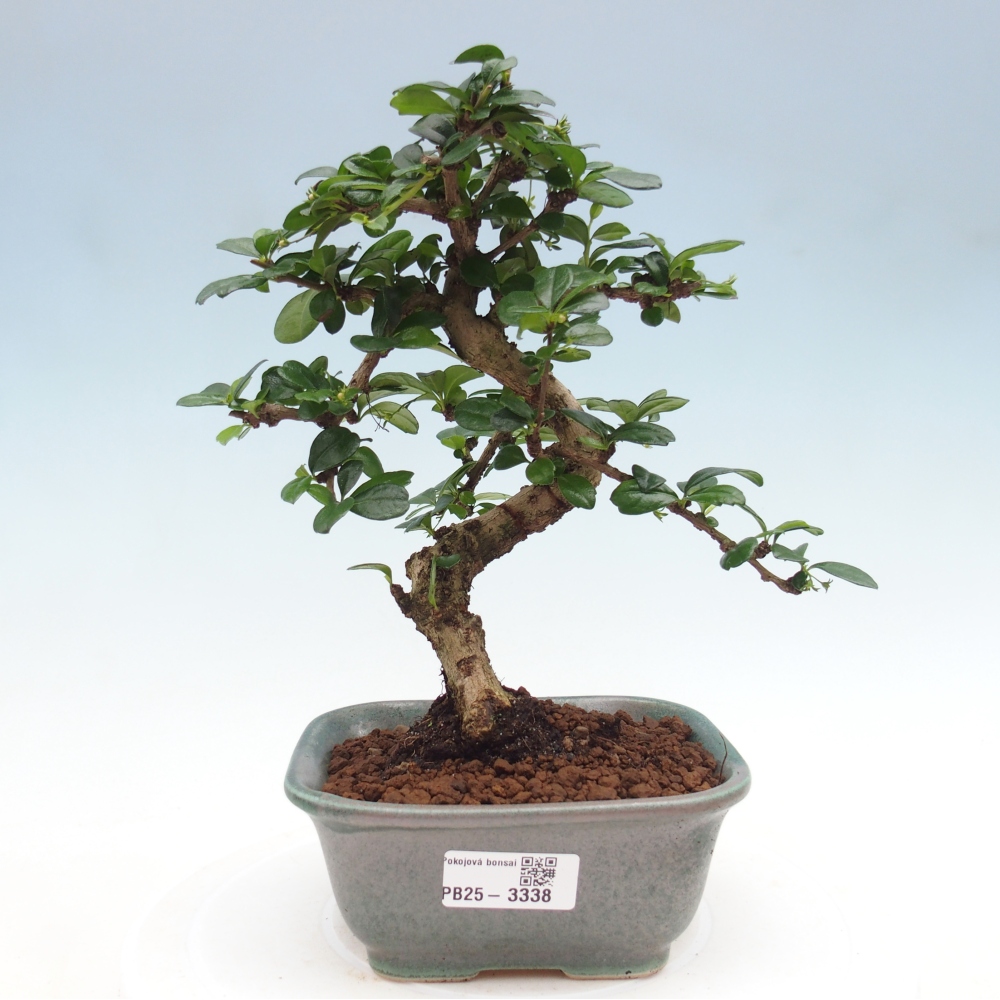 Indoor bonsai - Carmona macrophylla - Fuki tea