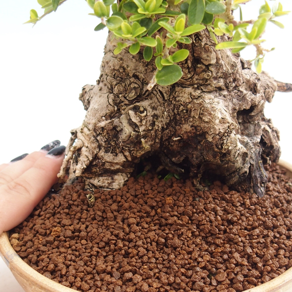 Indoor bonsai - Olea europaea sylvestris - European small-leaved olive oil