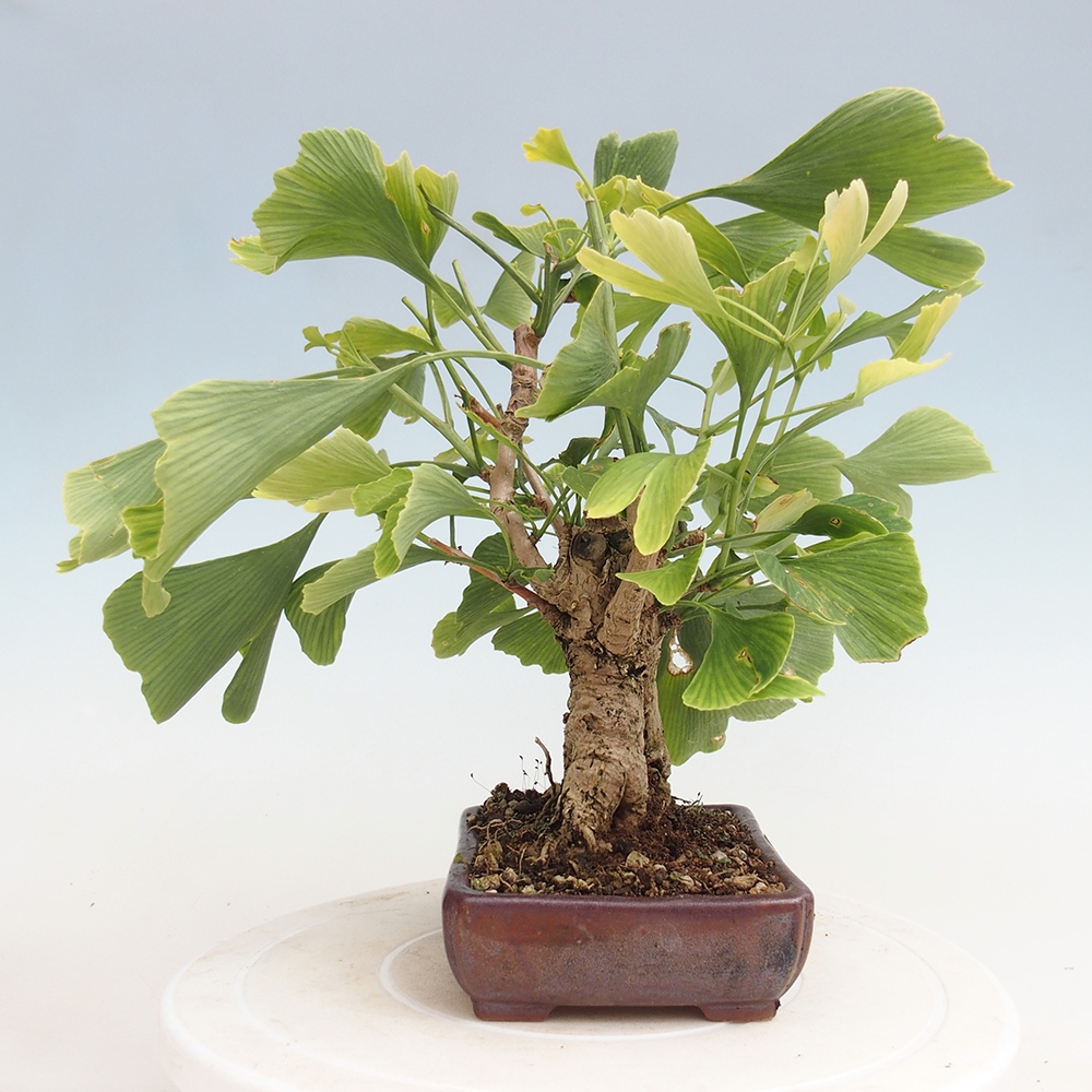 Outdoor bonsai - Jinan biloba - Ginkgo biloba