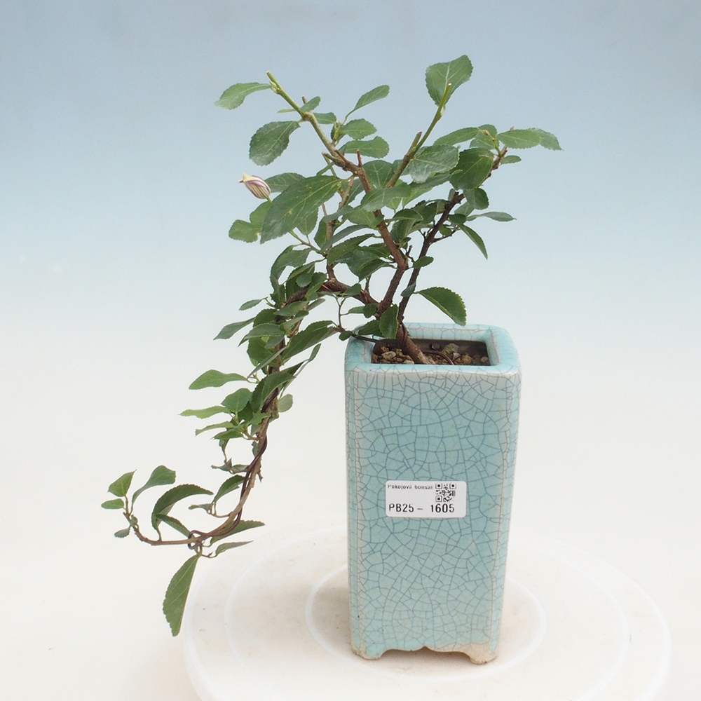 Indoor bonsai - Grewia occidentalis - Lavender star