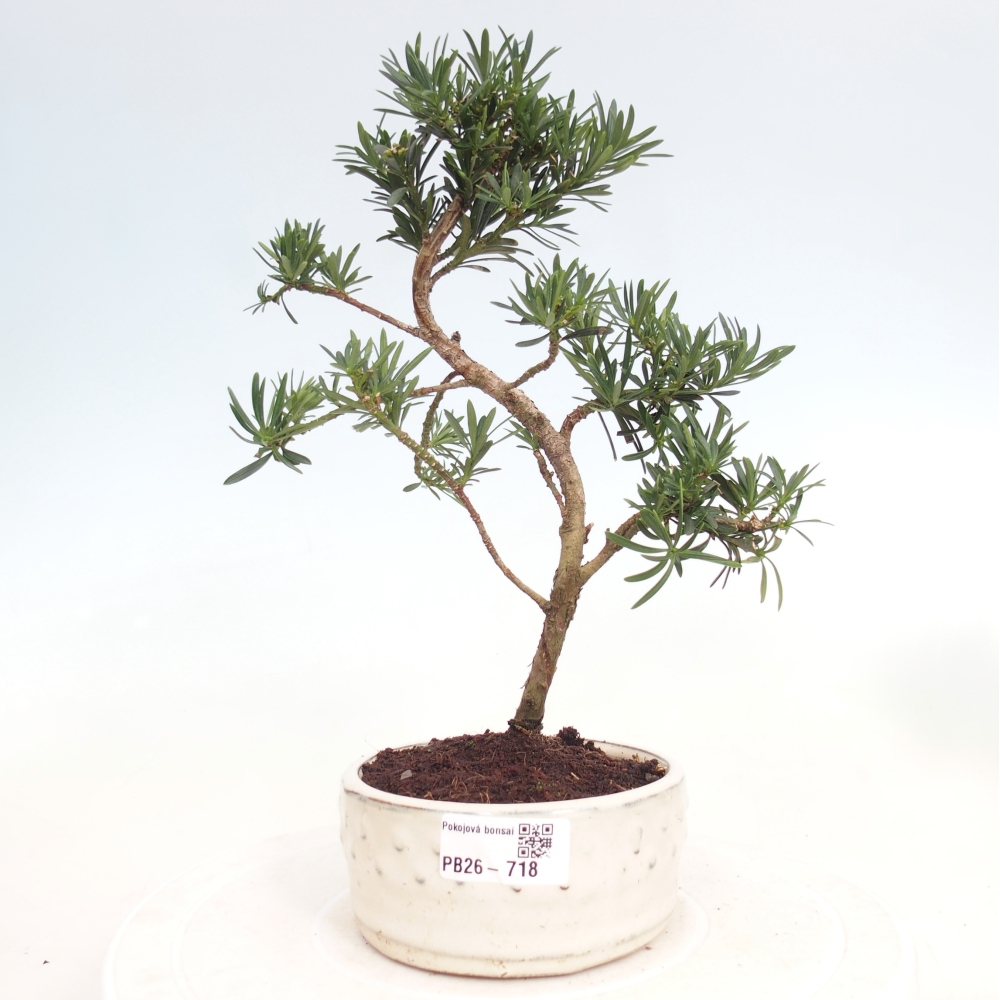 Room bonsai - Podocarpus - Stone Yew