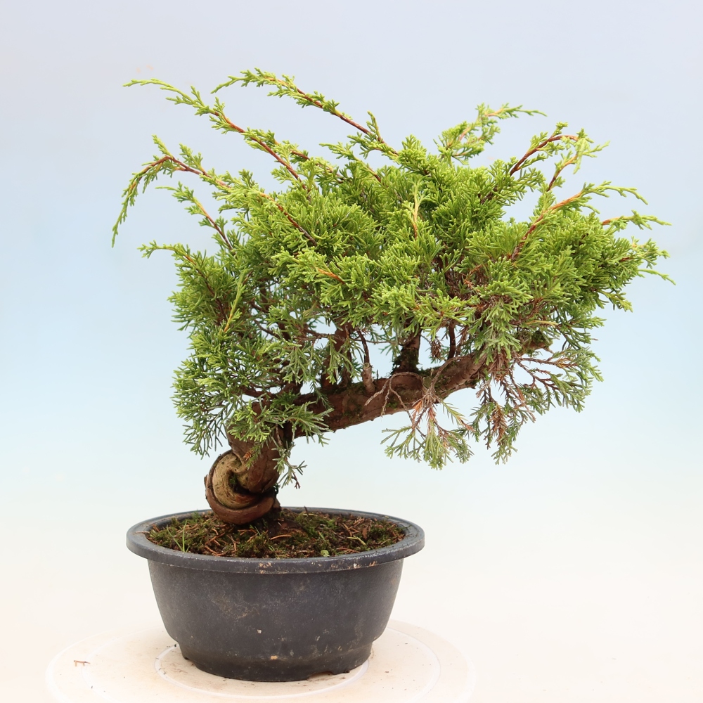 Outdoor Bonsai - Juniperus chinensis Itoigawa - Chinese Juniper