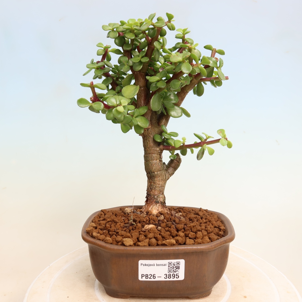 Room bonsai - Portulakaria Afra - Tlustice