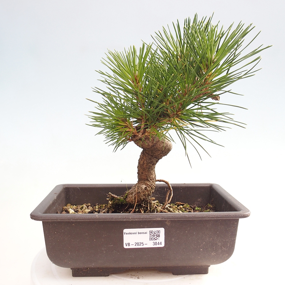 Outdoor bonsai - Pinus thunbergii - Thunberg pine