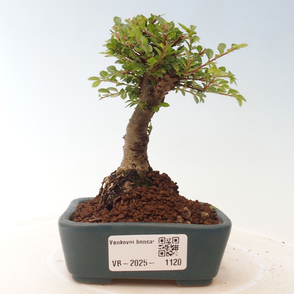 Outdoor bonsai - Ulmus parvifolia Sagei - Small-leaved elm
