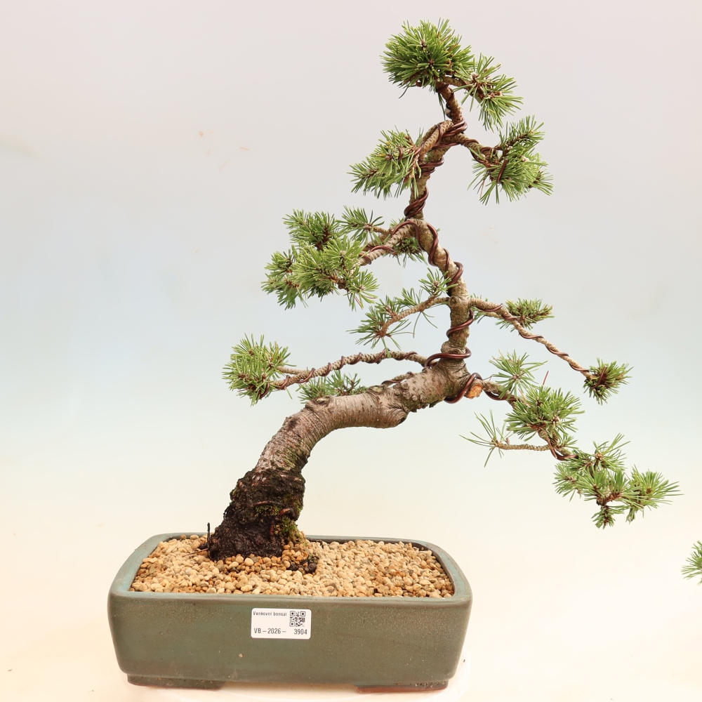 Outdoor Bonsai - Pinus mugo Humpy  - Mountain Pine