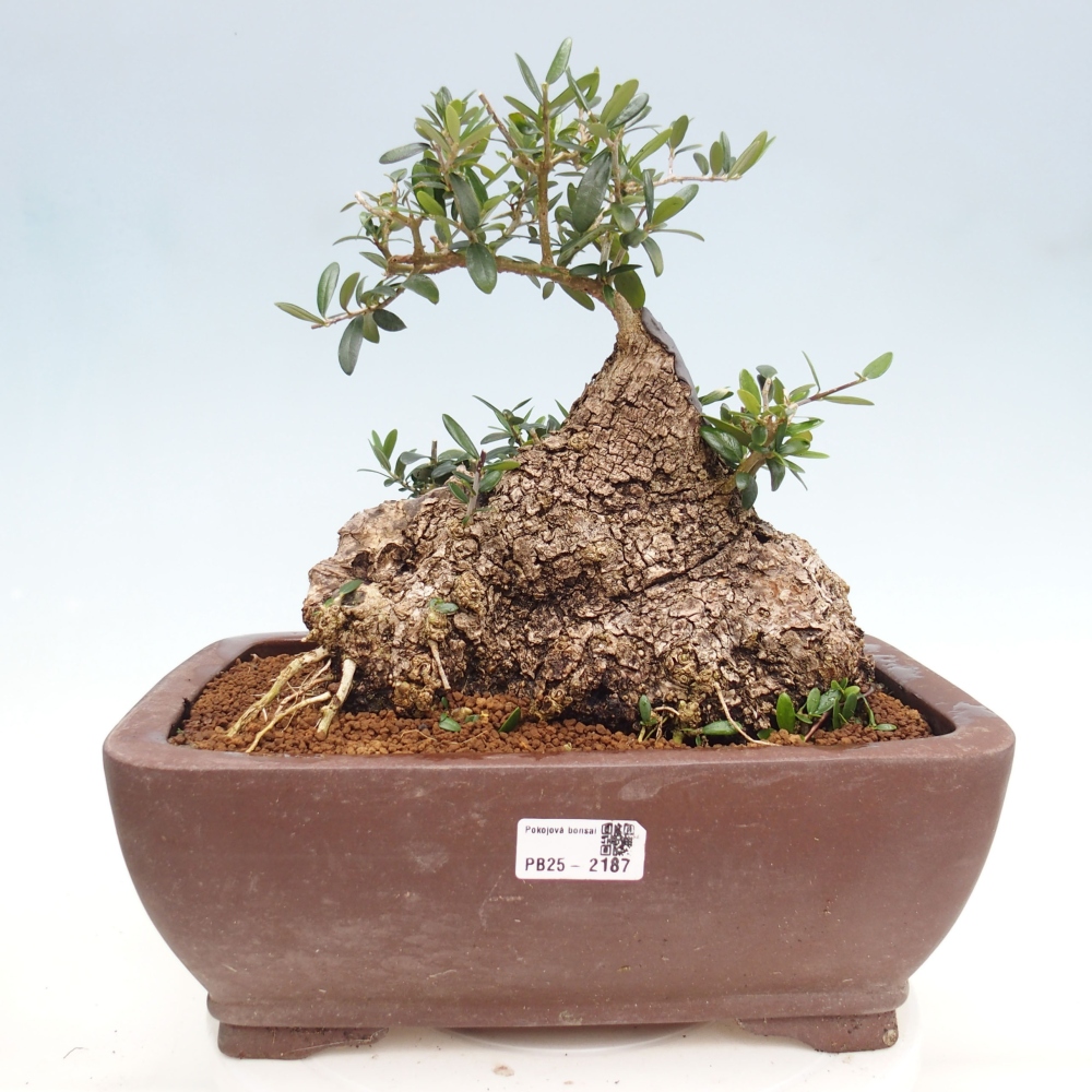 Indoor bonsai - Olea europaea sylvestris - European small-leaved olive oil