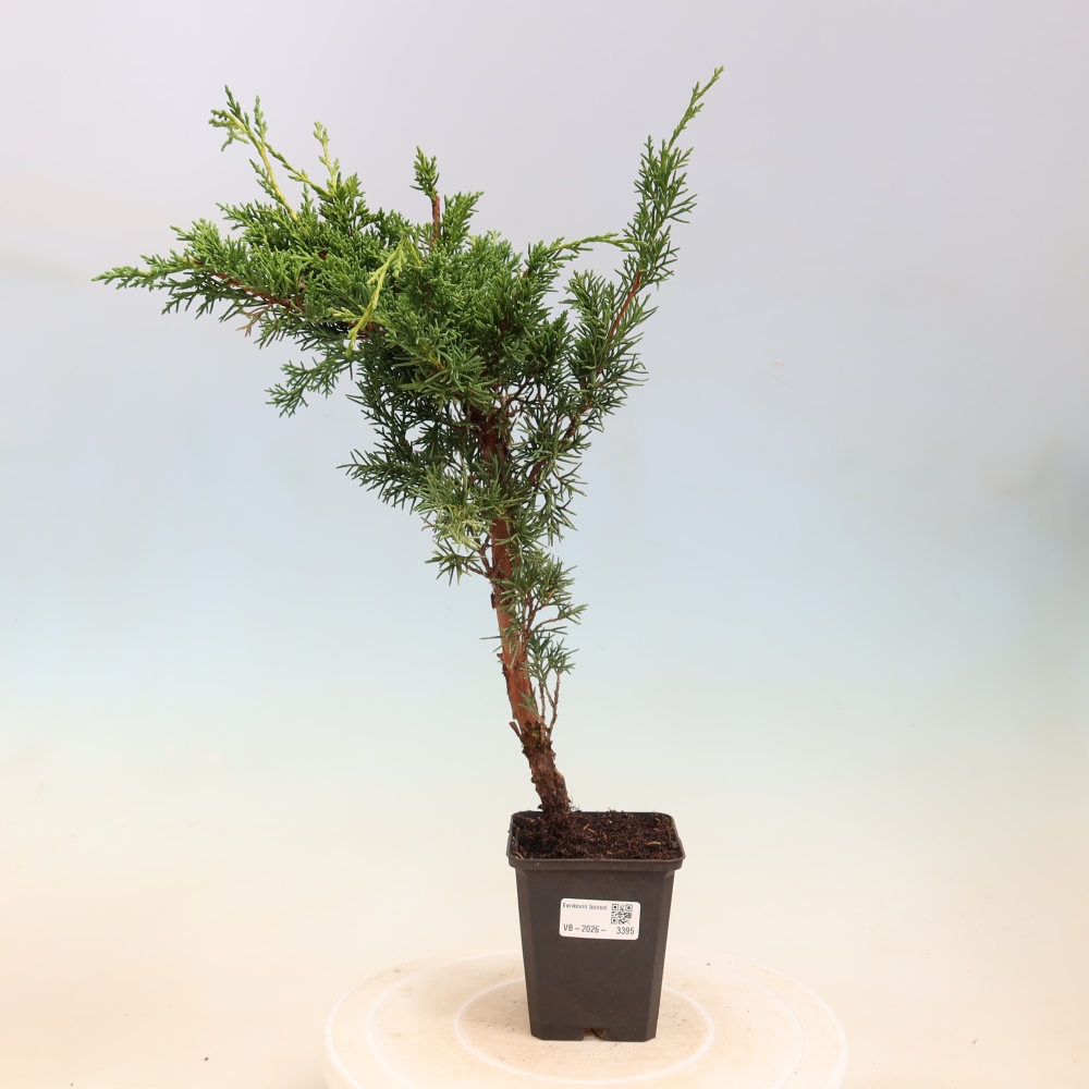 Outdoor bonsai - Juniperus chinensis Kishu