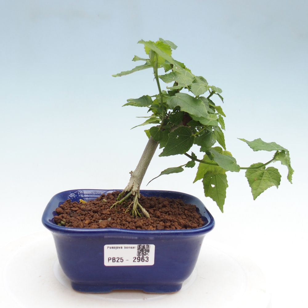 Indoor bonsai - Malvaviscus arboreus - woody hibiscus