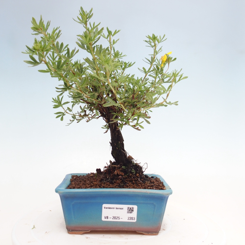 Outdoor bonsai-Cinquefoil - Potentila fruticosa yellow Bird