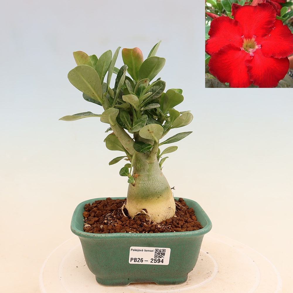 Indoor Bonsai - Adenium obesum Red Star - Desert Rose