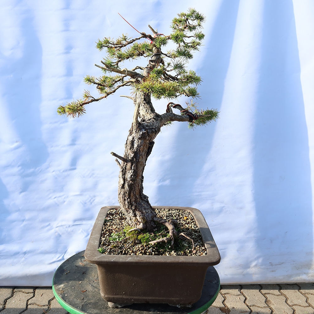 Pinus sylvestris Spain - Scots pine