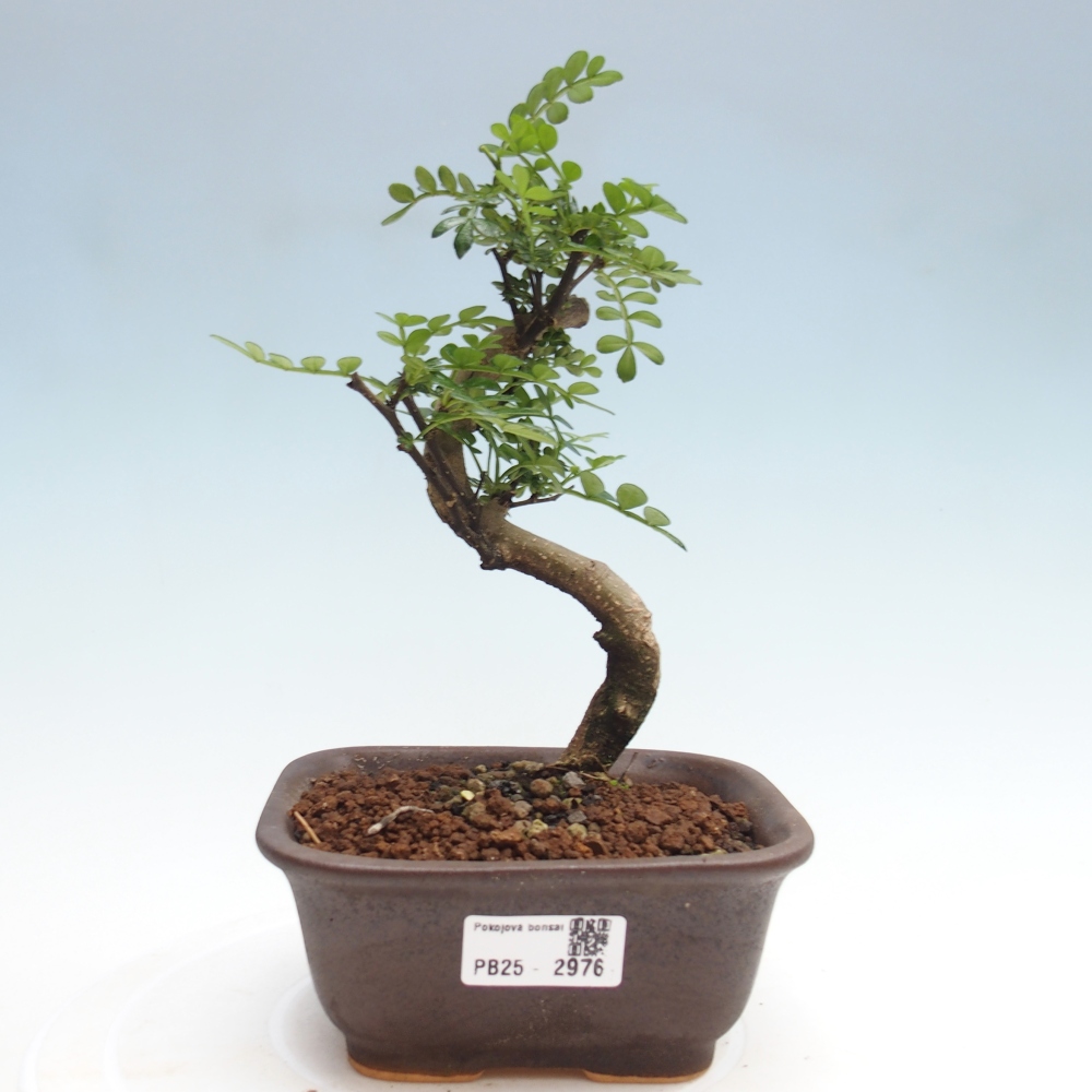 Indoor bonsai - Zantoxylum piperitum - Peppermint