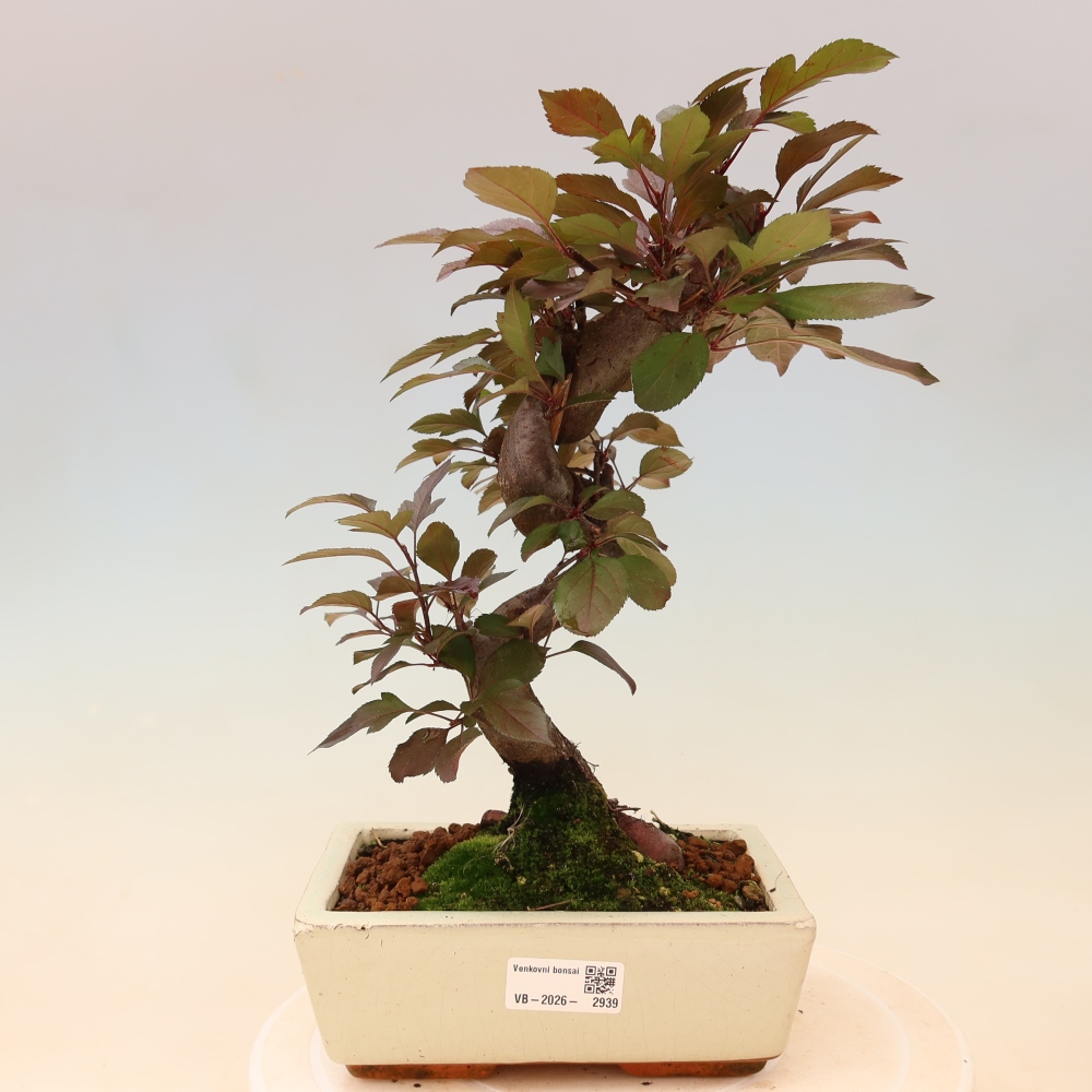 Outdoor bonsai -Malus domestica - Small-fruited red-leaved apple tree