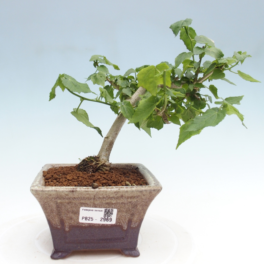 Indoor bonsai - Malvaviscus arboreus - woody hibiscus