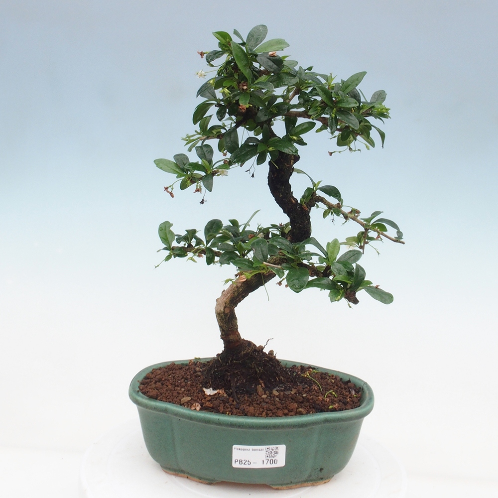 Room bonsai - Carmona macrophylla - Tea fuki