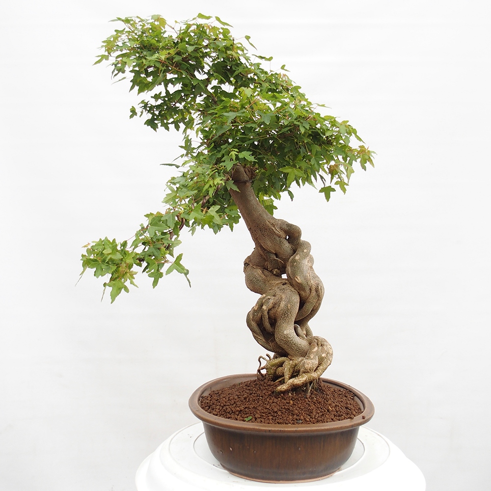 Outdoor bonsai - Maple Buergerianum - Burger Maple