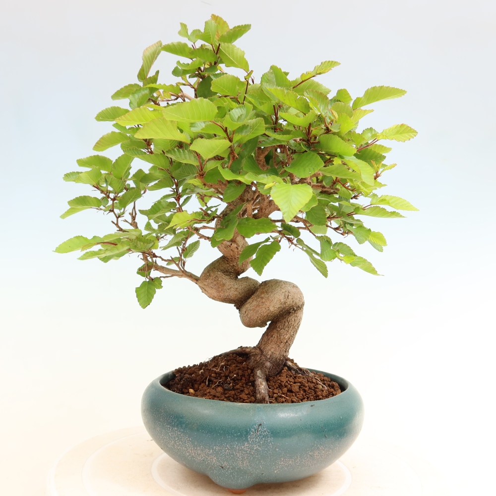 Outdoor bonsai -Carpinus coreana - Korean Hornbeam