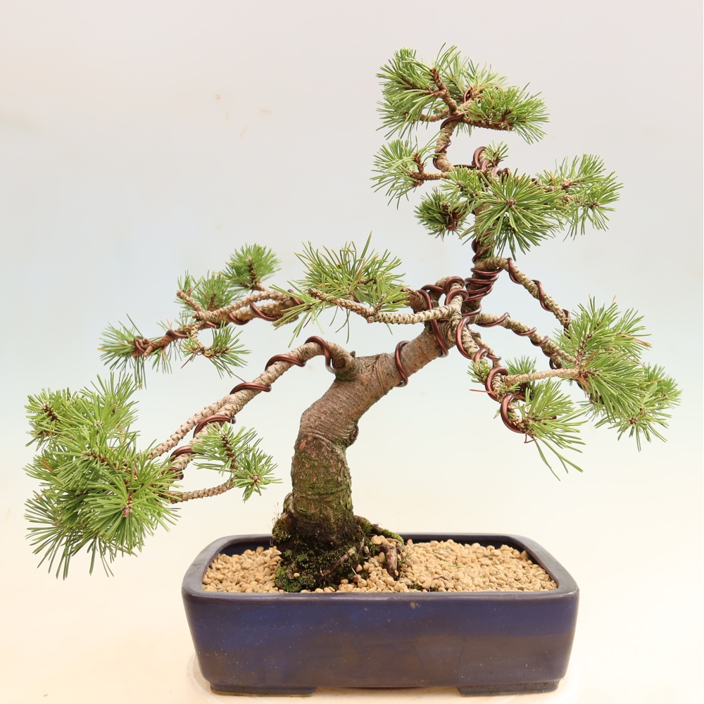 Outdoor Bonsai - Pinus mugo Humpy  - Mountain Pine