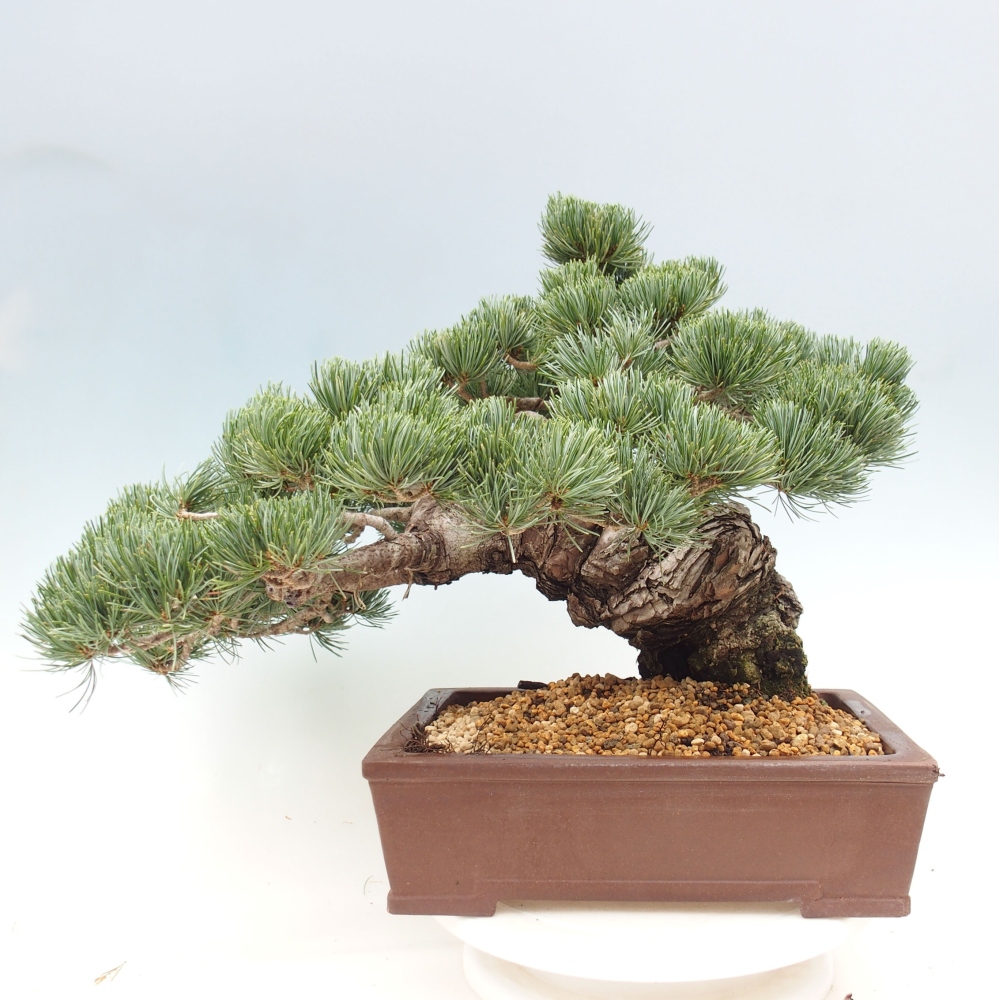 Outdoor bonsai - Pinus parviflora - Small pine tree