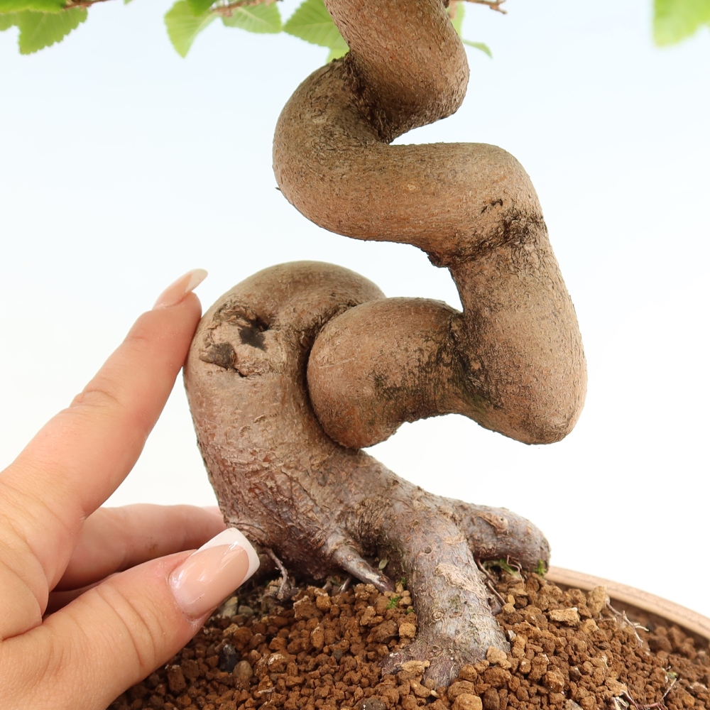 Outdoor bonsai -Carpinus coreana - Korean Hornbeam