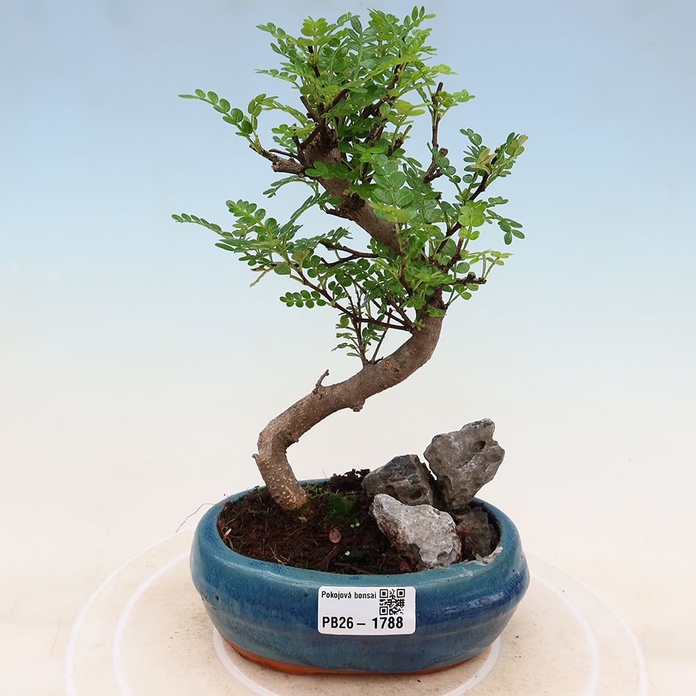 Room bonsai - Zantoxylum piperitum - pepper tree