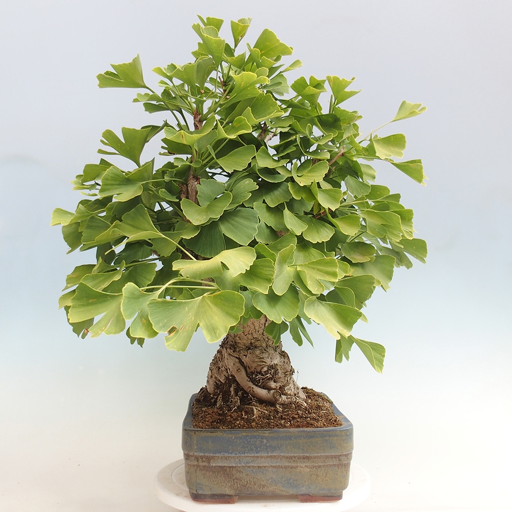 Outdoor bonsai - Jinan biloba - Ginkgo biloba