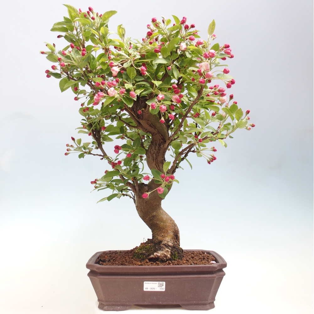 Outdoor bonsai -Malus halliana - Small-fruited apple tree