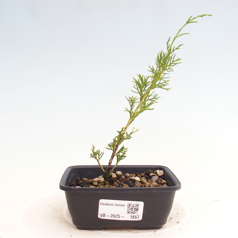 Outdoor bonsai - Juniperus chinensis Itoigawa - Chinese juniper