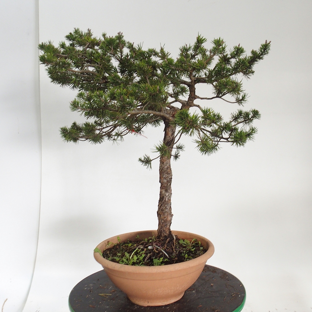 Yamadori - Pinus sylvestris Spain
