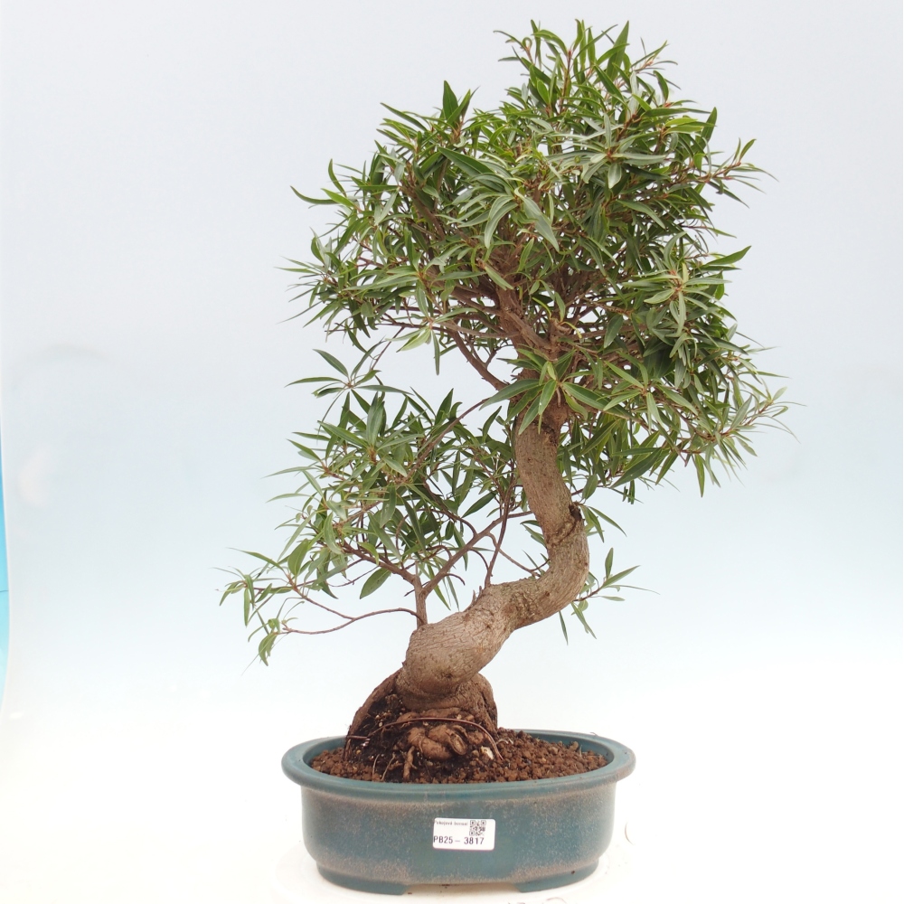 Room bonsai - Ficus nerifolia - small-leaved ficus